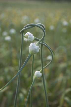 Garlic Scapes