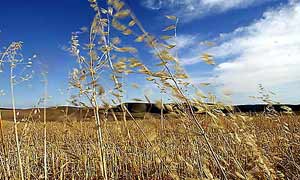 grasses blowing in the wind